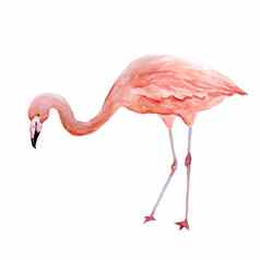 粉红色的火烈鸟热带异国情调的鸟玫瑰火烈鸟孤立的白色背景水彩手画现实的动物插图夏天鸟野生动物打印包装纸壁纸卡片纺织