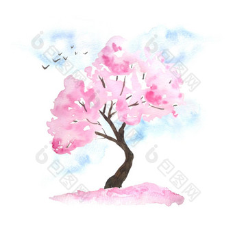 水彩手画设计插图粉红色的樱桃<strong>樱花</strong>树布鲁姆开花花天空鸟下降花瓣花见节日传统的<strong>日本日本</strong>文化自然景观植物春天3月4月