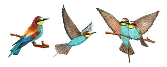 水彩手画插图蜜蜂吃鸟明亮的生动的羽毛分支飞行自然自然野生动物森林生态概念动物物种欧洲亚洲