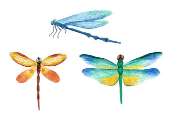 水彩手画插图明亮的生动的蜻蜓昆虫自然森林蜻蜓蓝色的黄色的绿色橙色颜色野生野生动物自然生态概念