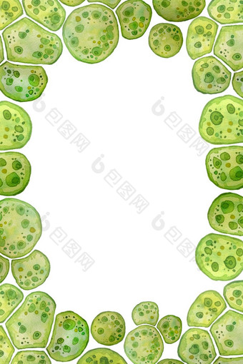 单细胞绿色蓝色的藻类小球藻螺旋藻大细胞单个细胞脂质滴水彩页面框架模板宏微生物细菌化妆品生物生物技术设计