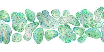 无缝的水平边境单细胞绿色蓝色的藻类小球藻螺旋藻大细胞单个细胞脂质滴水彩插图宏变焦微生物细菌化妆品生物设计