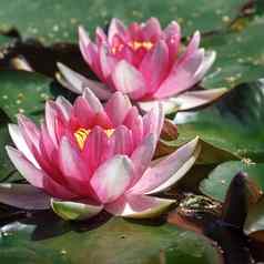 粉红色的水百合池塘巴德展开青蛙水