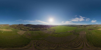 空中全景年轻的花园绿色小麦场农村日落无缝的球形equirectangular学位全景农学行业食物生产
