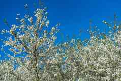 盛开的樱桃白色樱花花朵丰富地春天蓝色的天空