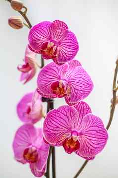 美丽的热带兰花花孤立的紫色的兰花花白色背景