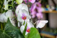 美丽的热带兰花花孤立的白色兰花花白色背景