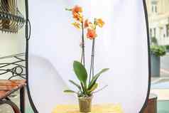 美丽的热带兰花花孤立的橙色兰花花白色背景
