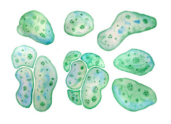 单细胞绿色蓝色的藻类小球藻螺旋藻大细胞单个细胞脂质滴水彩插图宏变焦微生物细菌化妆品生物生物技术设计