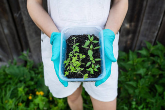 胡椒番茄幼苗泥炭土壤塑料幼苗托盘年轻的幼苗胡椒概念园艺幼苗年轻的植物女孩持有树苗手