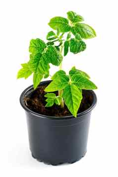 绿色番茄幼苗豆芽黑色的能孤立的白色背景春天概念园艺