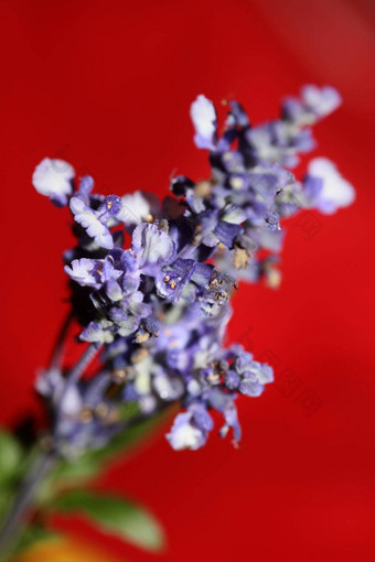 花开花鼠尾草Divinorum家庭唇形科关闭植物背景<strong>高质量</strong>大大小打印首页装饰<strong>农业</strong>作用于精神的花