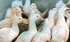 群白色国内鹅牧场鸭喂养