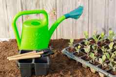 西兰花幼苗花园工具绿色浇水塑料磁带木背景