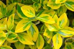 美丽的黄色的绿色叶子室内植物背景