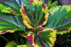五彩缤纷的叶子室内植物背景纹理绿色植物