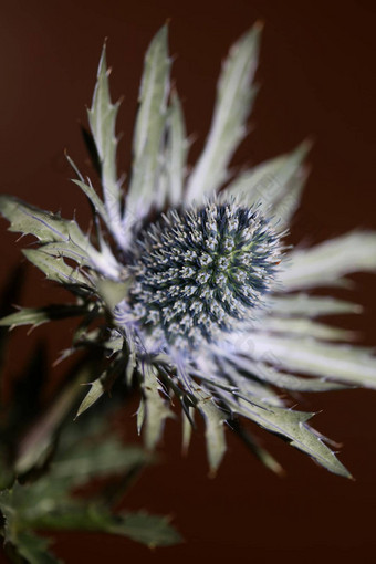 野生山花夏天开花Eryngium<strong>扁平</strong>家庭伞形科<strong>现代</strong>植物背景高质量大大小打印墙海报