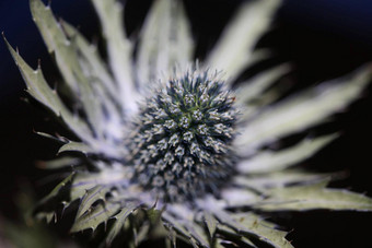 野生山花夏天开花Eryngium扁平家庭伞形科现代植物背景高质量大大小打印墙海报