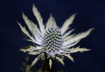 野生山花夏天开花Eryngium扁平家庭伞形科现代植物背景高质量大大小打印墙海报