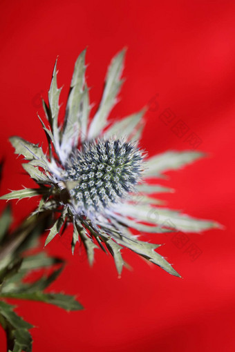 野生山花夏天开花Eryngium<strong>扁平</strong>家庭伞形科<strong>现代</strong>植物背景高质量大大小打印墙海报