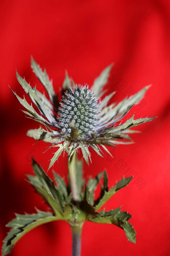 野生山花夏天开花Eryngium<strong>扁平</strong>家庭伞形科<strong>现代</strong>植物背景高质量大大小打印墙海报