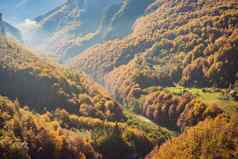 美丽的秋天视图黄色的树路山黑山共和国