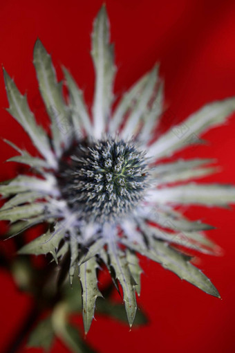 野生山花夏天开花Eryngium扁平家庭伞形科现代植物背景高质量大大小打印墙海报