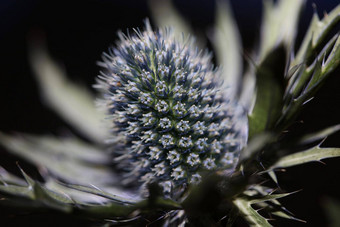 野生山花夏天开花Eryngium扁平家庭伞形科现代植物背景高质量大大小打印墙<strong>海报</strong>