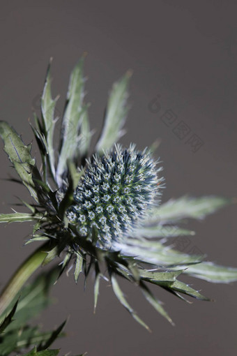 野生山花夏天开花Eryngium扁平家庭伞形科现代植物背景高质量大大小打印墙海报