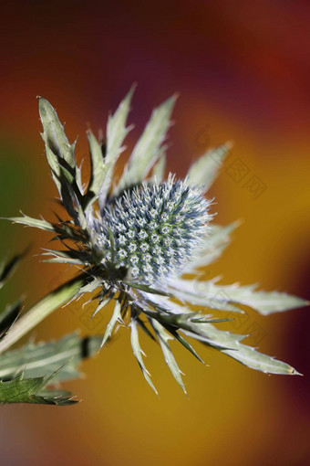 野生山花夏天开花Eryngium扁平家庭伞形科现代植物背景高质量大大小打印墙海报