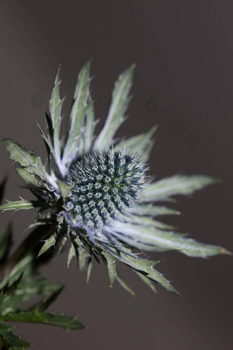 野生山花夏天开花Eryngium扁平家庭伞形科现代植物背景高质量大大小打印墙海报