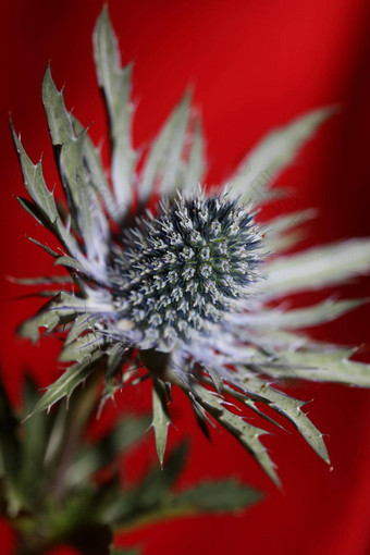 野生山花夏天开花Eryngium<strong>扁平</strong>家庭伞形科现代植物背景高质量大大小打印墙海报