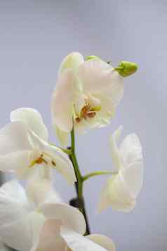 美丽的热带兰花花孤立的白色兰花花白色背景