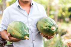 认不出来男人。尼加拉瓜农场持有木瓜手水果生产启动