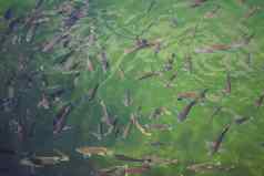 色彩斑斓的锦 鲤鱼池塘《京都议定书》日本锦 鲤鱼装饰目的户外Zen花园