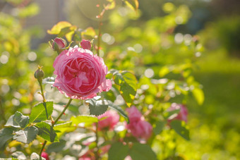 明亮的花园艺玫瑰特写镜头背景灌木牡丹玫瑰灌木阳光明媚的一天花壁纸美丽的温柔的粉红色的牡丹玫瑰日益增长的花园英语灌木粉红色的奥利维亚玫瑰奥斯丁夏天