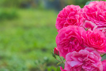 布什粉红色的攀爬玫瑰花园粉红色的玫瑰花园盛开的背景空白问候卡只螃蟹3月快乐生日婚礼情人节一天群粉红色的玫瑰花复制空间
