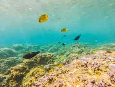 水下生活景观鱼Shoal珊瑚礁海洋水下