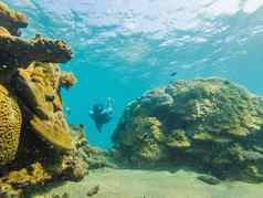 快乐男人。浮潜面具潜水水下热带鱼珊瑚礁海池旅行生活方式水体育运动户外冒险游泳教训夏天海滩假期空中视图无人机