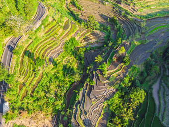 绿色级联大米场种植园巴厘岛印尼