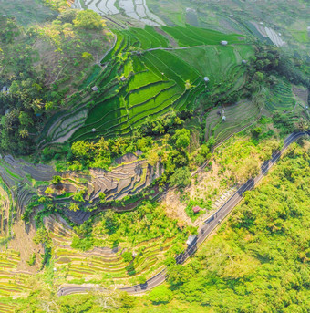 绿色级联大米场种植园巴厘岛印尼