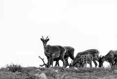 黑色的白色照片卡马尼尔华克贫脊的土地驯鹿放牧迁移夏天首页北极苔原努勒维特