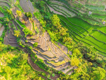 绿色级联大米场种植园巴厘岛印尼