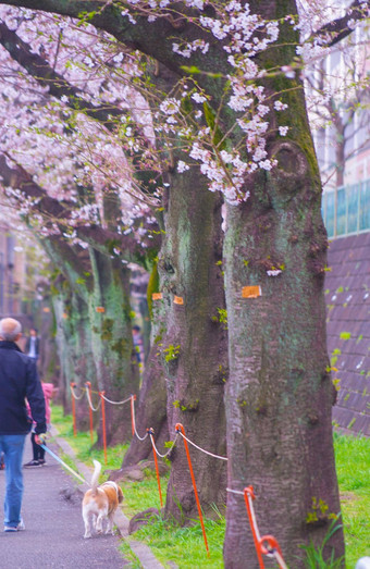 右广场樱桃<strong>花朵</strong>狗