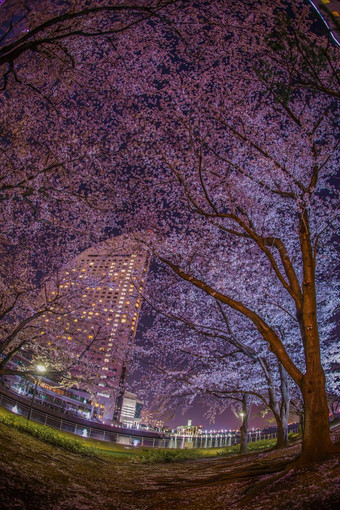 横滨minato,晚上樱花