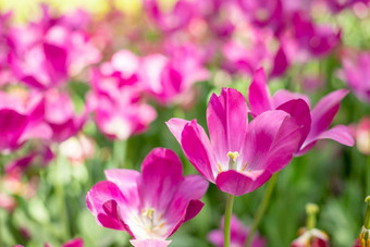 美丽的粉红色的盛开的郁金香场盛开的粉红色的郁金香春天花园阳光明媚的温暖的一天