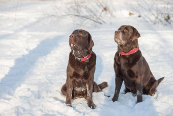 巧克力实验室说谎雪肖像可爱的有趣的棕色（的）拉布拉多狗玩幸福的在户外白色新鲜的雪冷淡的冬天一天纯种寻回犬狗冬天户外有趣的