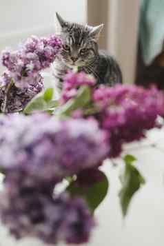 首页室内装饰花束紫丁香花瓶猫首页