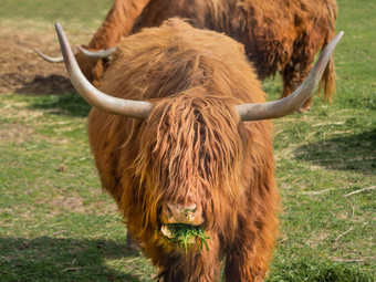 高地苏格兰品种乡村牛毛茸茸的牛吃新鲜的草围场