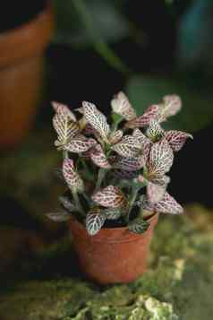 fittonia神经植物粘土能植物色彩斑斓的叶子